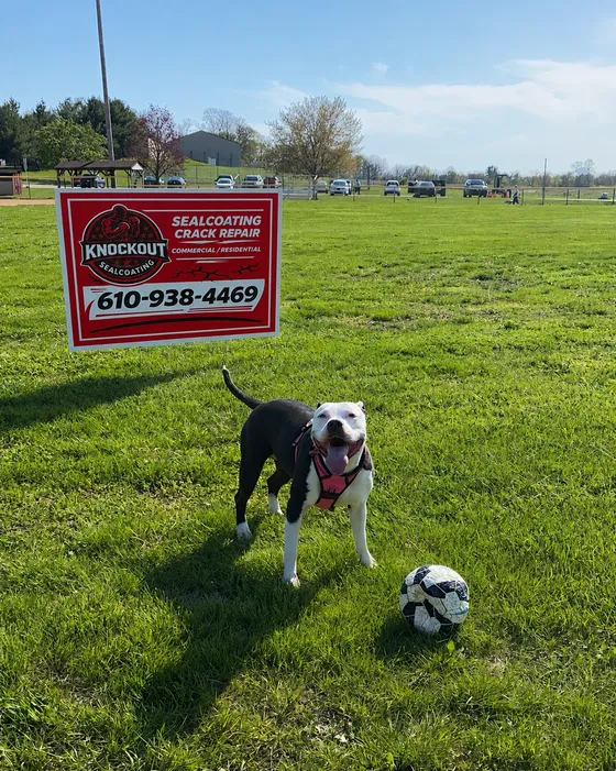 Bobby's dog with a soccer ball beside a Knockout Sealcoating yard sign